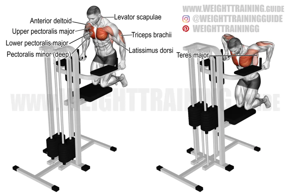 Chest Dips Form