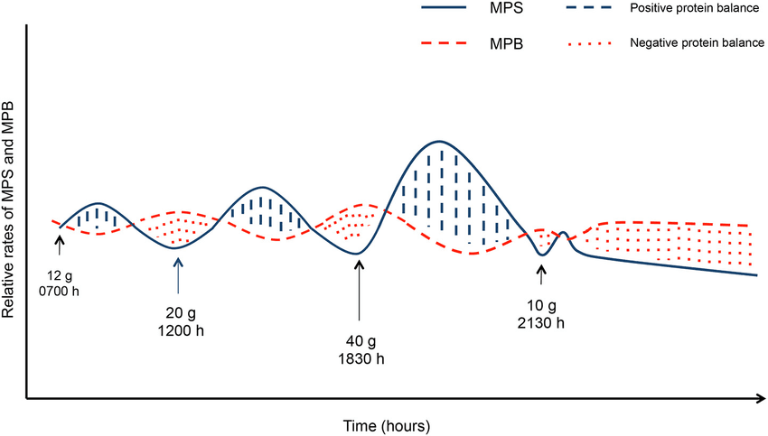 Muscle protein synthesis MPS and muscle protein breakdown MPB in responses to grams